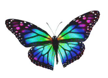 butterflys